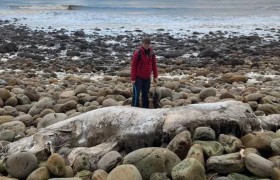 无头生物被冲上英国海滩 疑似大型鲸类