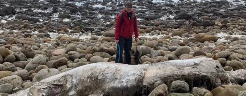 无头生物被冲上英国海滩 疑似大型鲸类